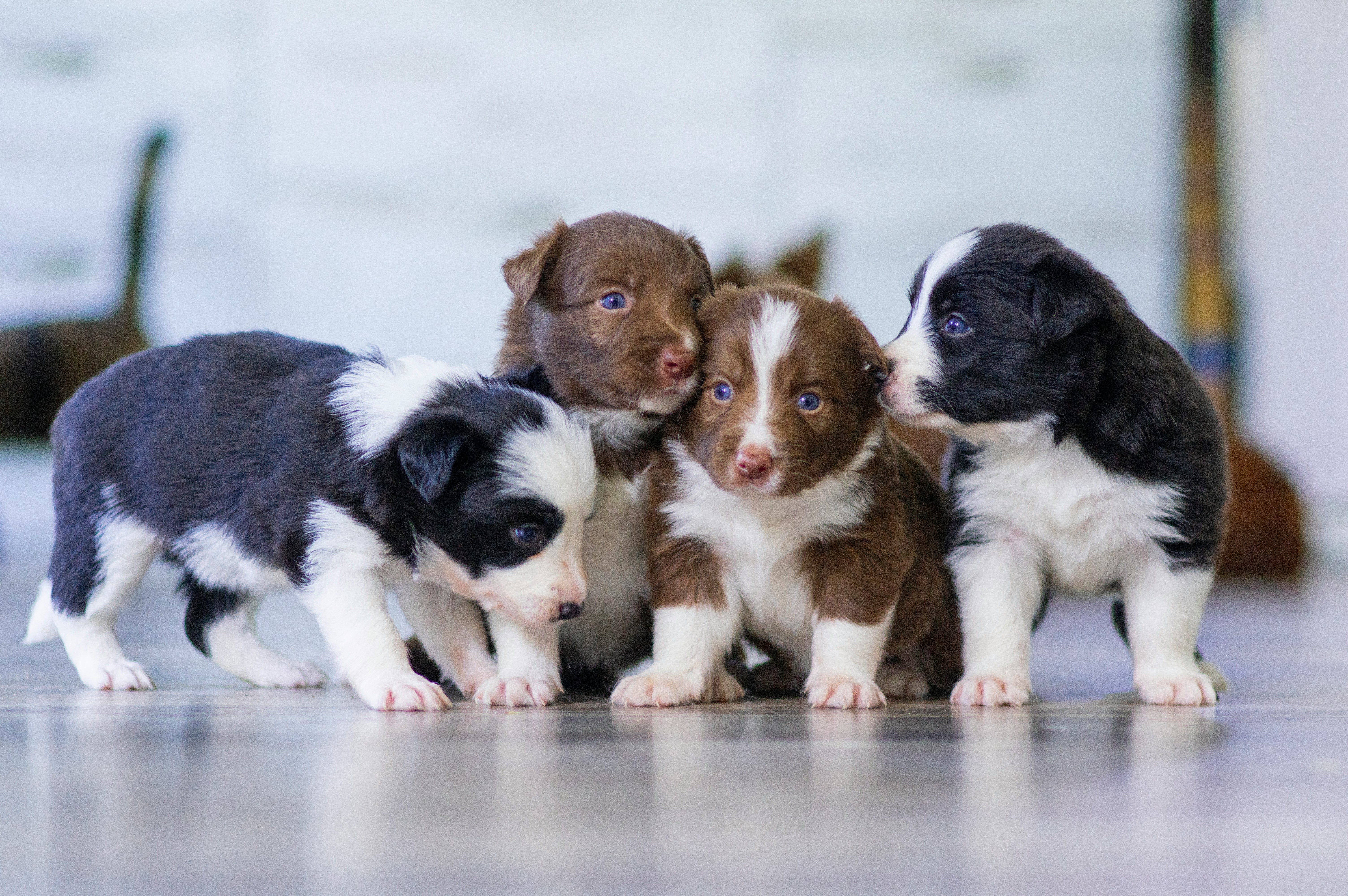 grupo-de-cachorros-rescatados