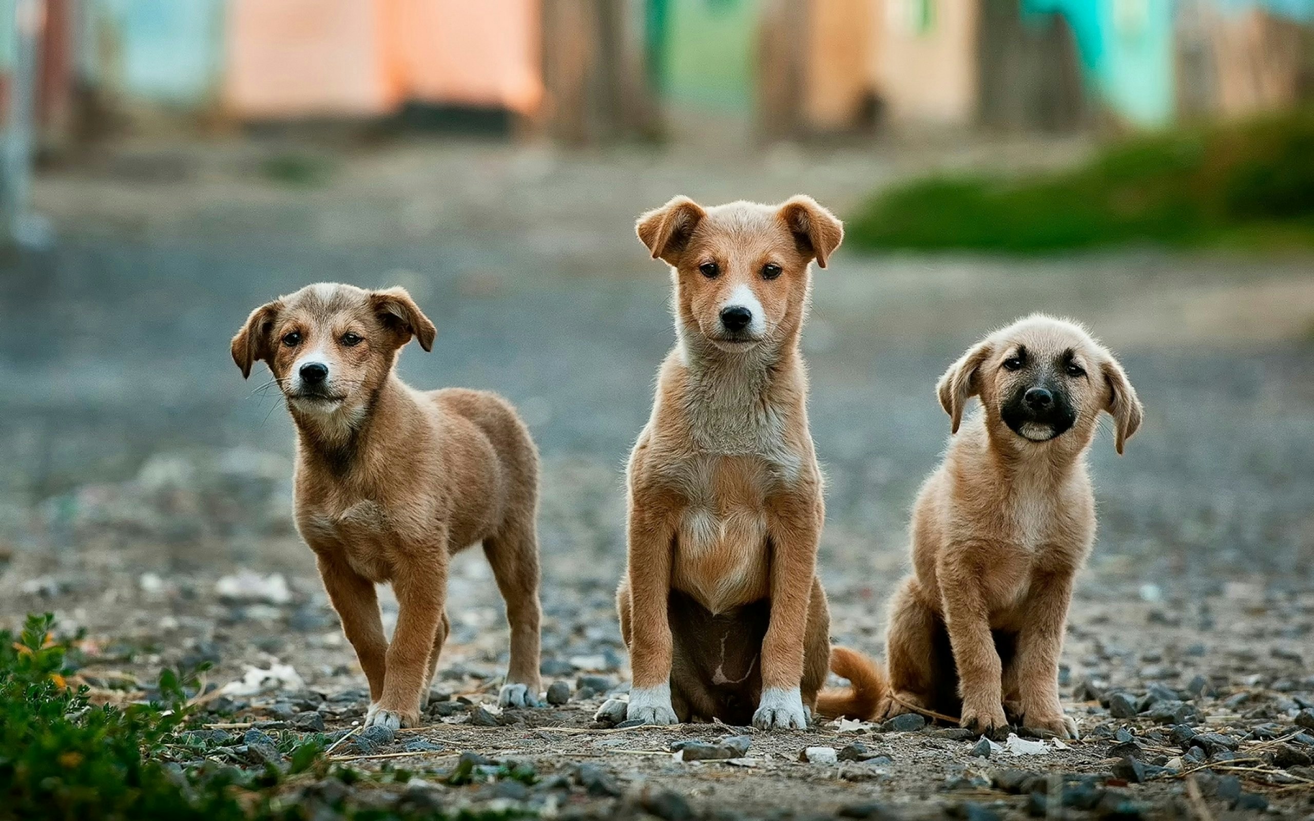 tres-cachorros-callejeros