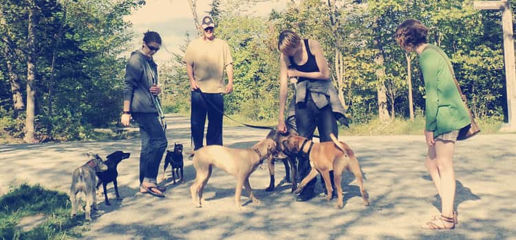 Voluntarios-con-perros-en-parque