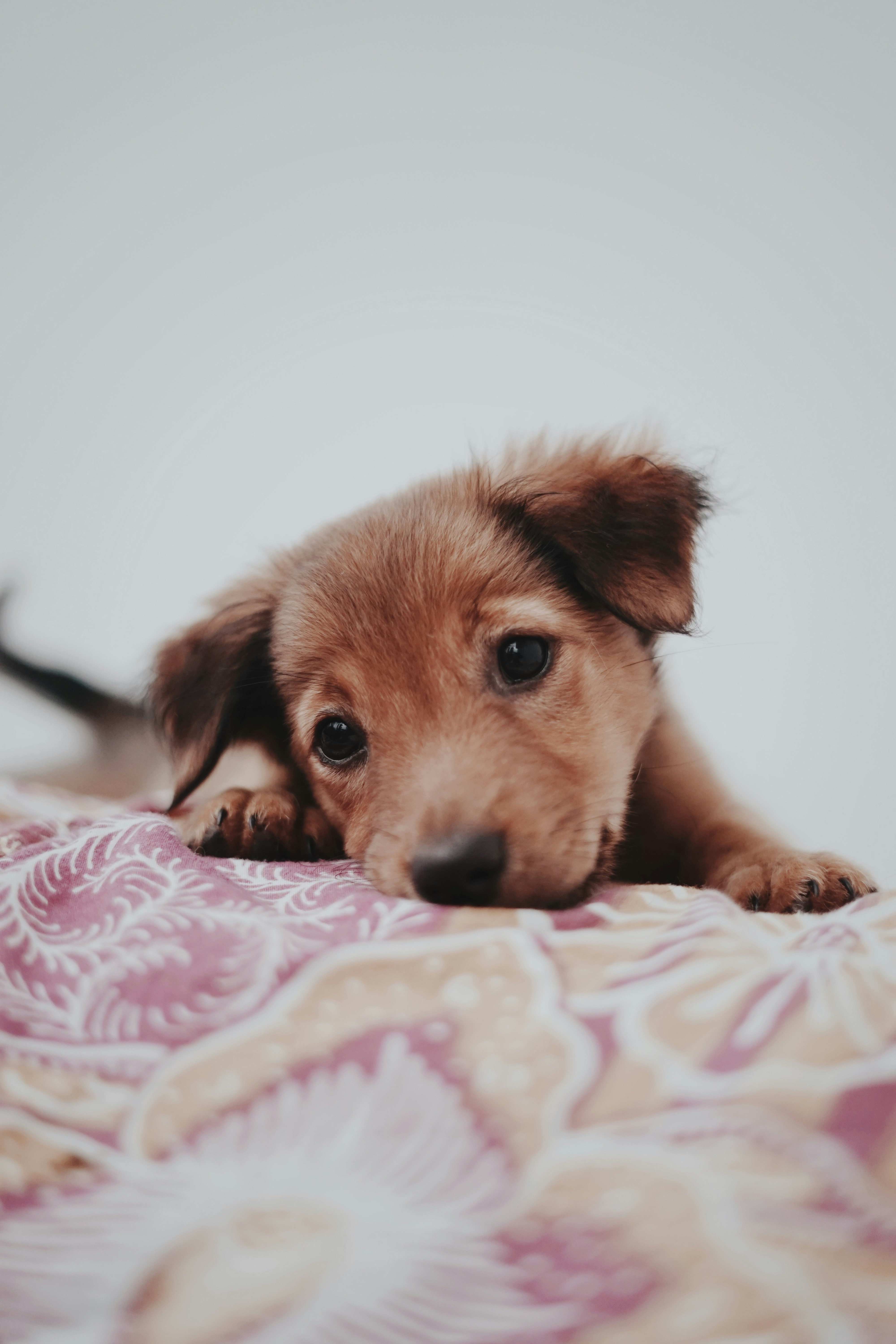 cachorro-rescatado-en-adopción