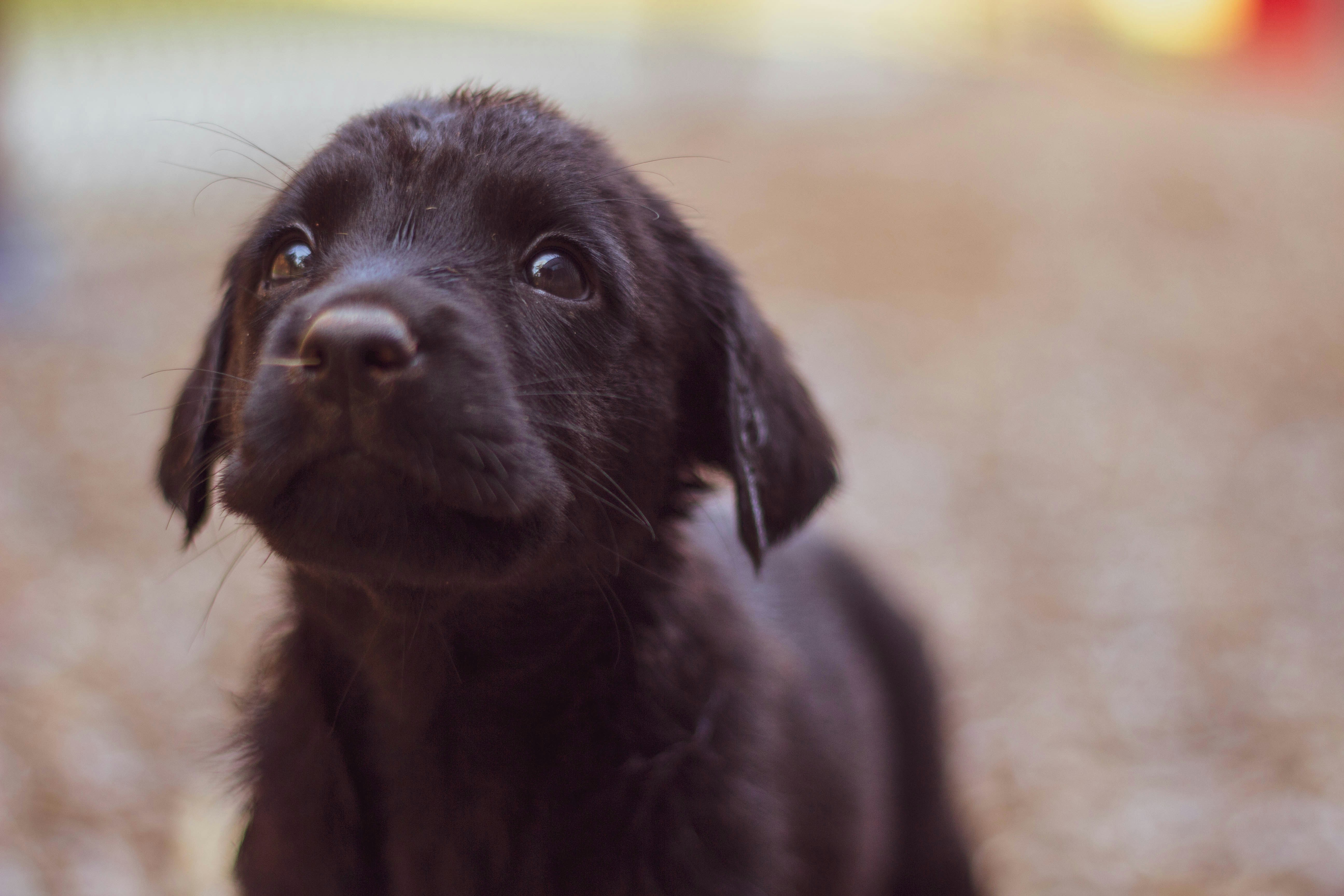 cachorro-rescatado-en-adopción