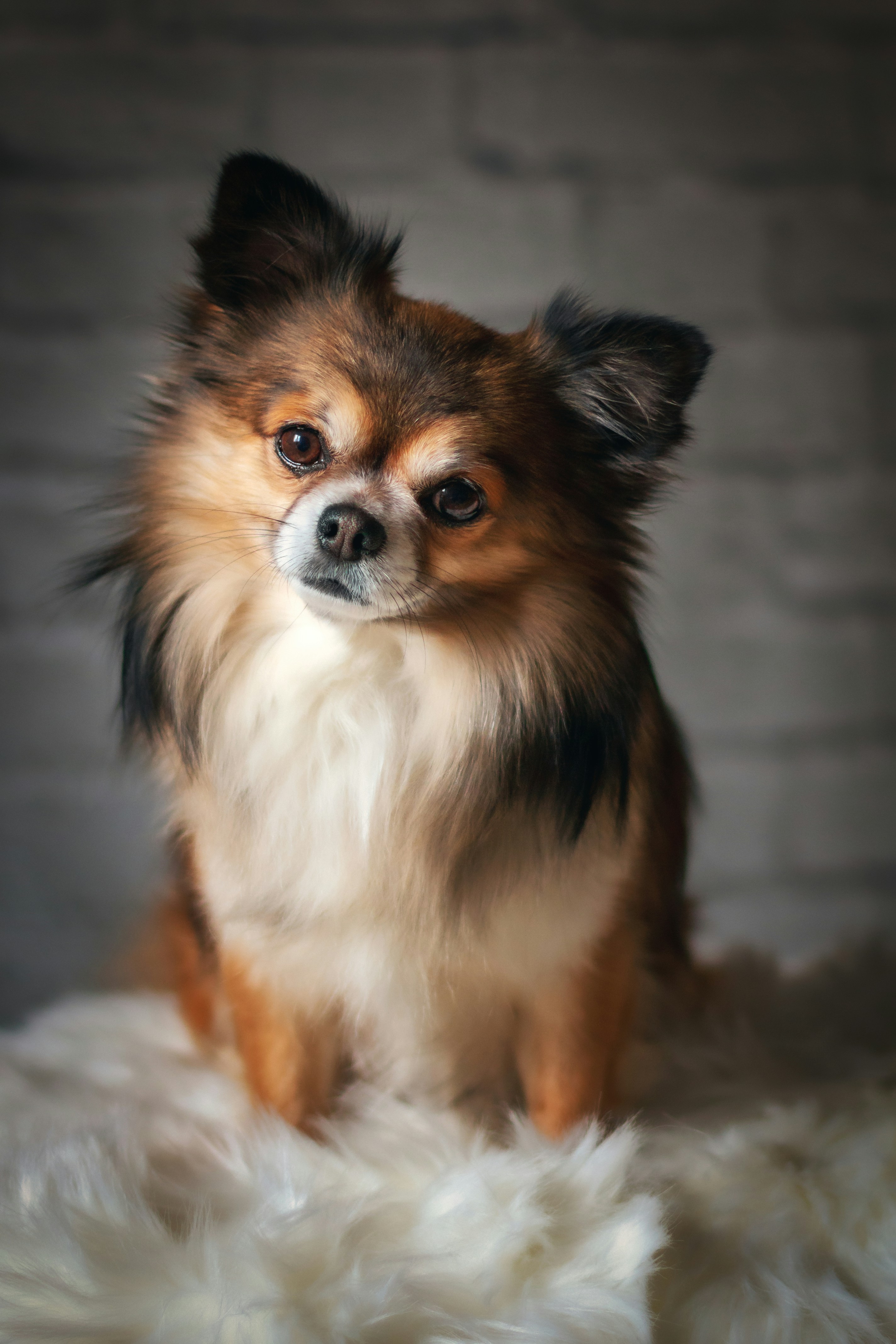 perro-rescatado-en-adopción