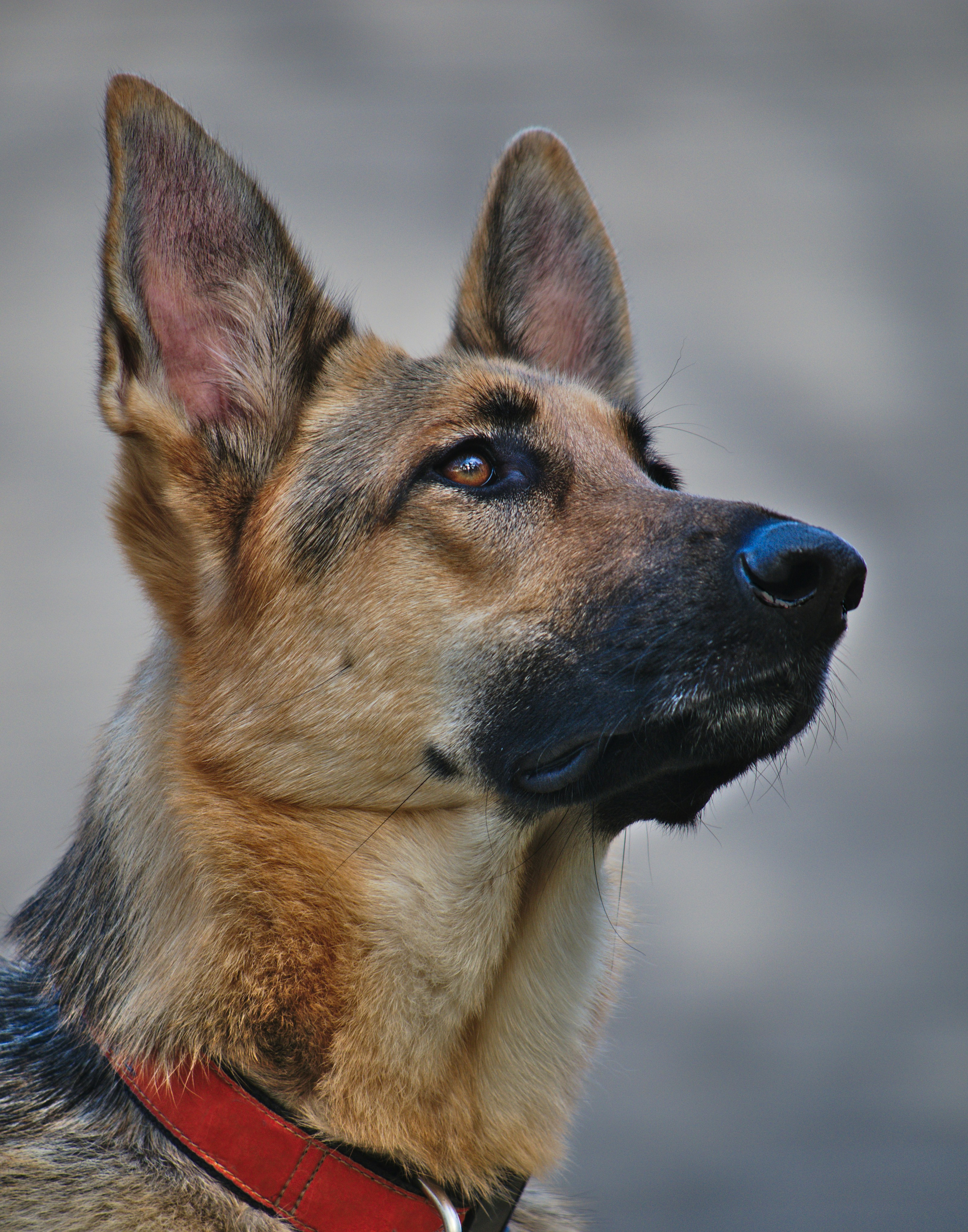 perro-rescatado-en-adopción