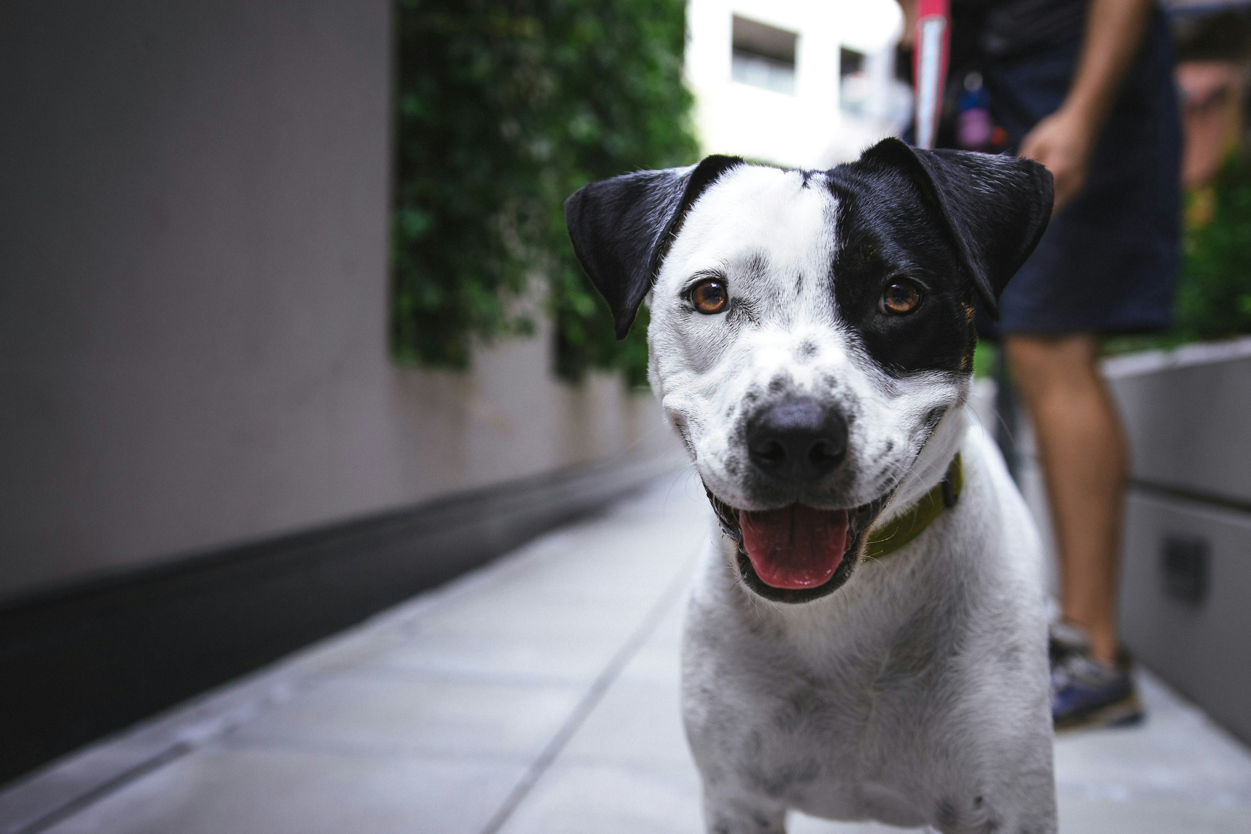 perro-rescatado-en-adopción