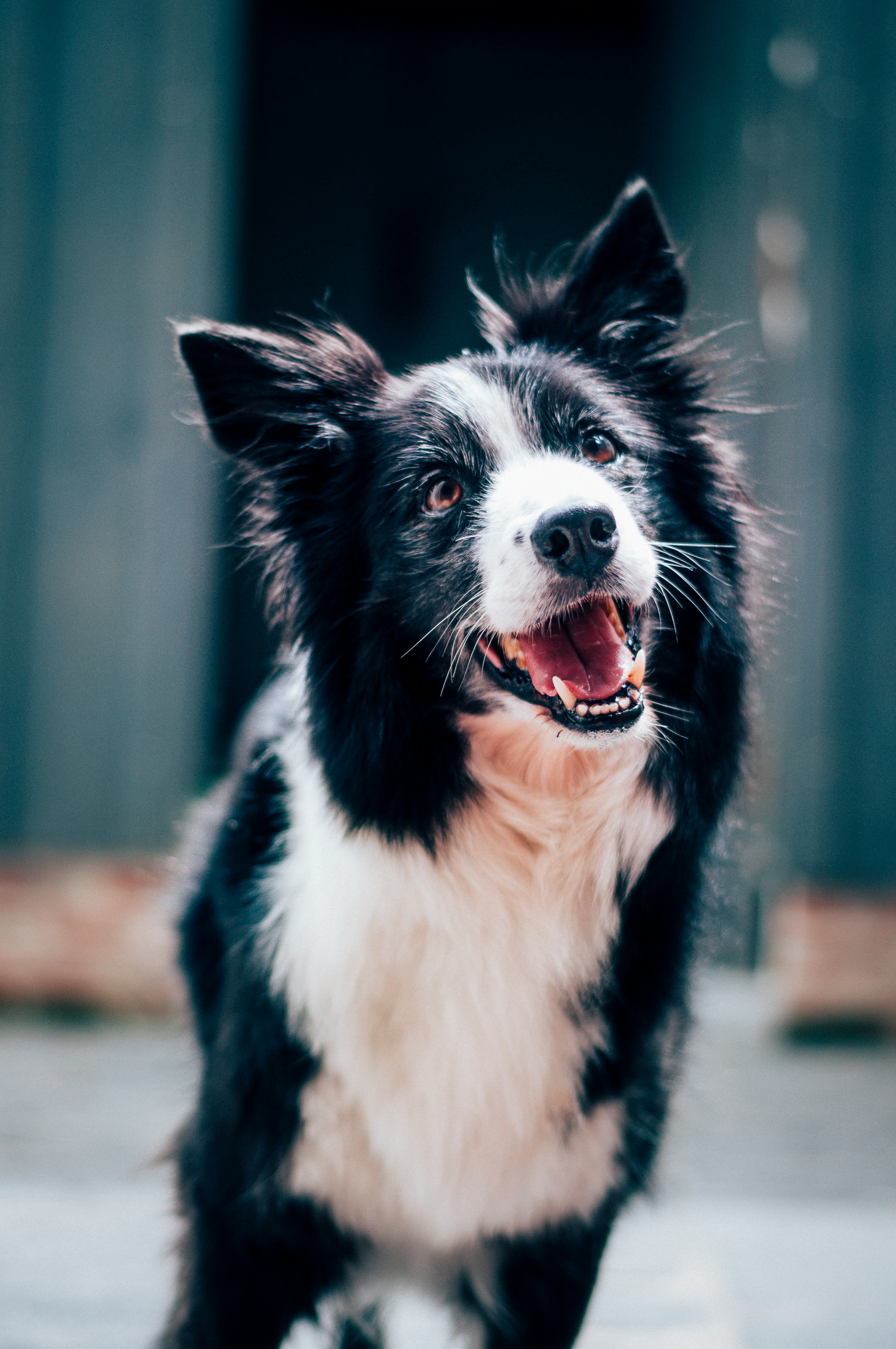 perro-rescatado-en-adopción